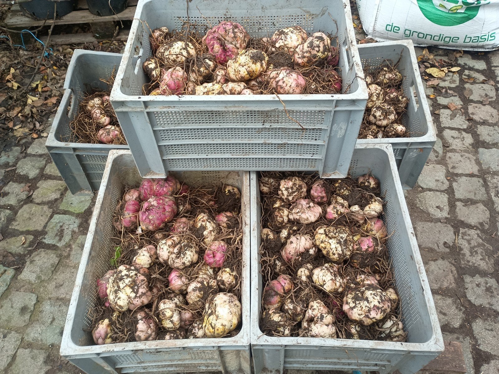 super mooie grote en kleine lelie bollen, Jardin & Terrasse, Enlèvement ou Envoi, Printemps, Oignon