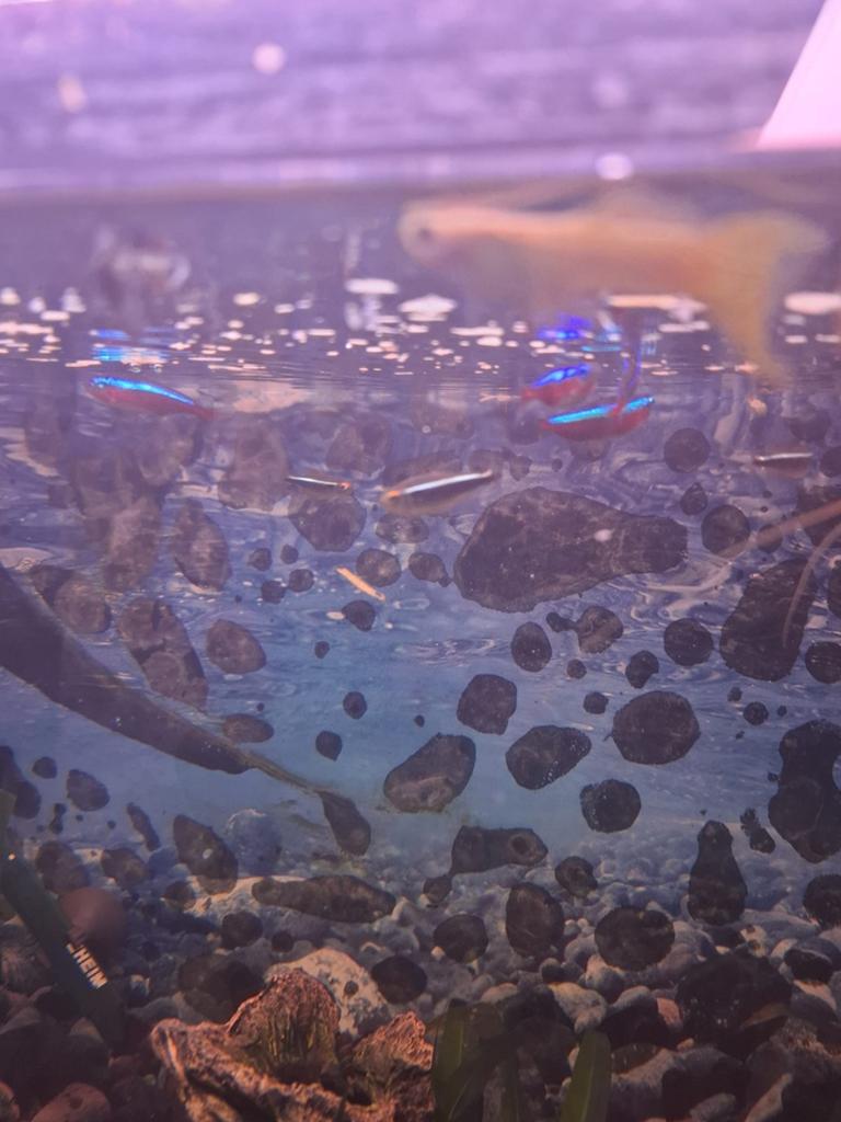 Kardinaaltetra, Dieren en Toebehoren, Vissen | Aquariumvissen