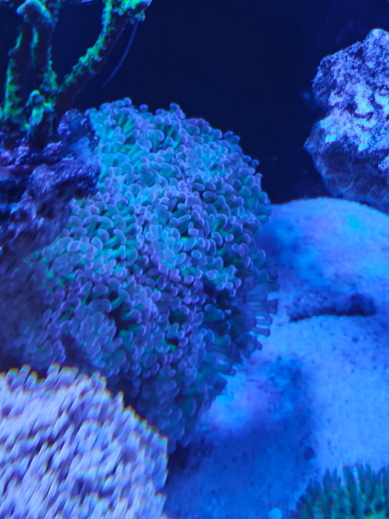 Euphyllia paraancora two tone
