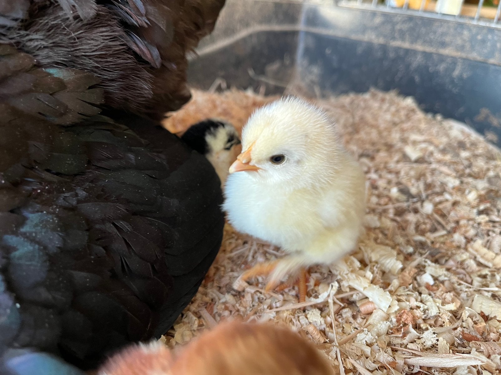Kuikentjes te koop engels kipje, Dieren en Toebehoren, Pluimvee, Kip