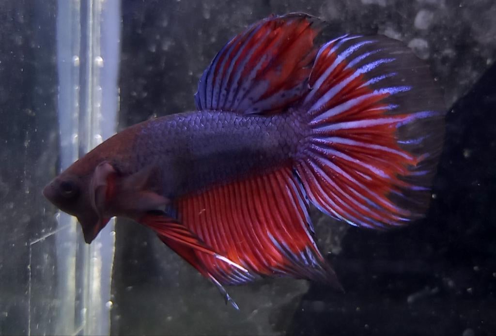 Betta halfmoon mannen, Poisson, Poisson d'eau douce