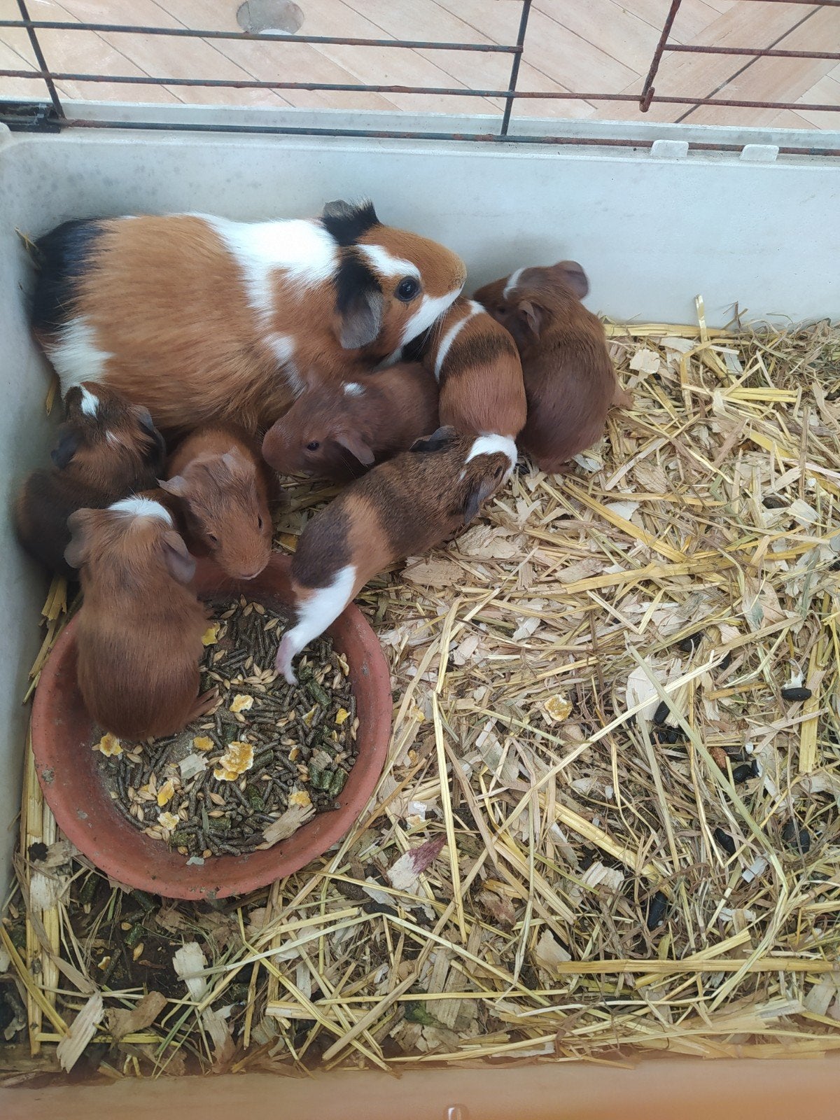 Cavia's geboren 2 juni, 1 vrouwtje 7€ en 3 mannetjes 5€, Dieren en Toebehoren, Knaagdieren, Juni, Meerdere dieren, Cavia