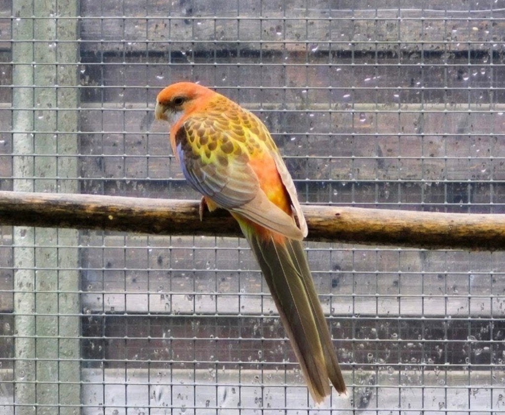 Rosella oranje opaline cinnamon / zwart, Femelle, Perruche, Bagué