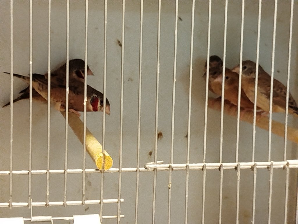 Bandvinken, Dieren en Toebehoren