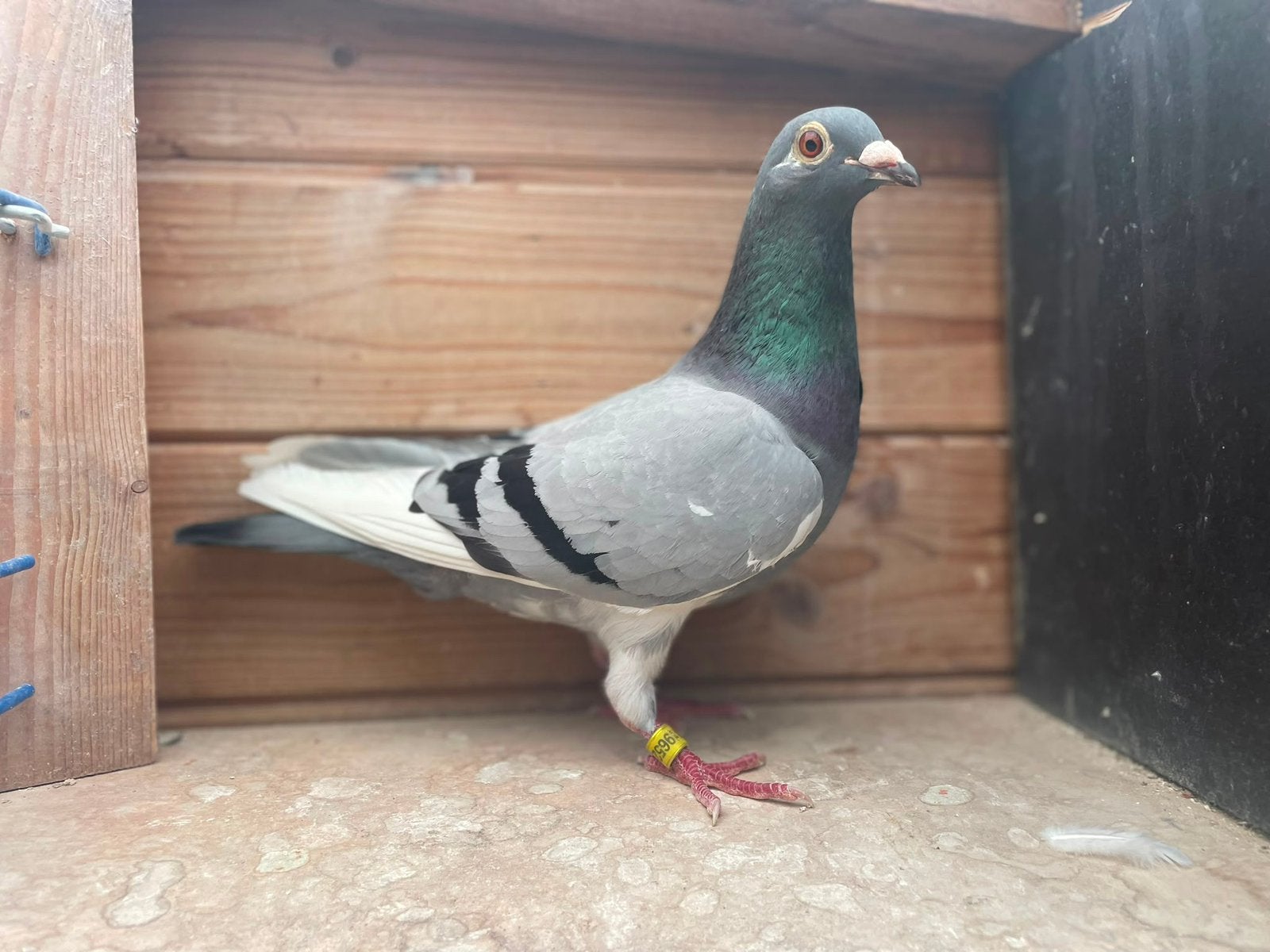 Blauwe witpen duivin voor de zware fond, Dieren en Toebehoren