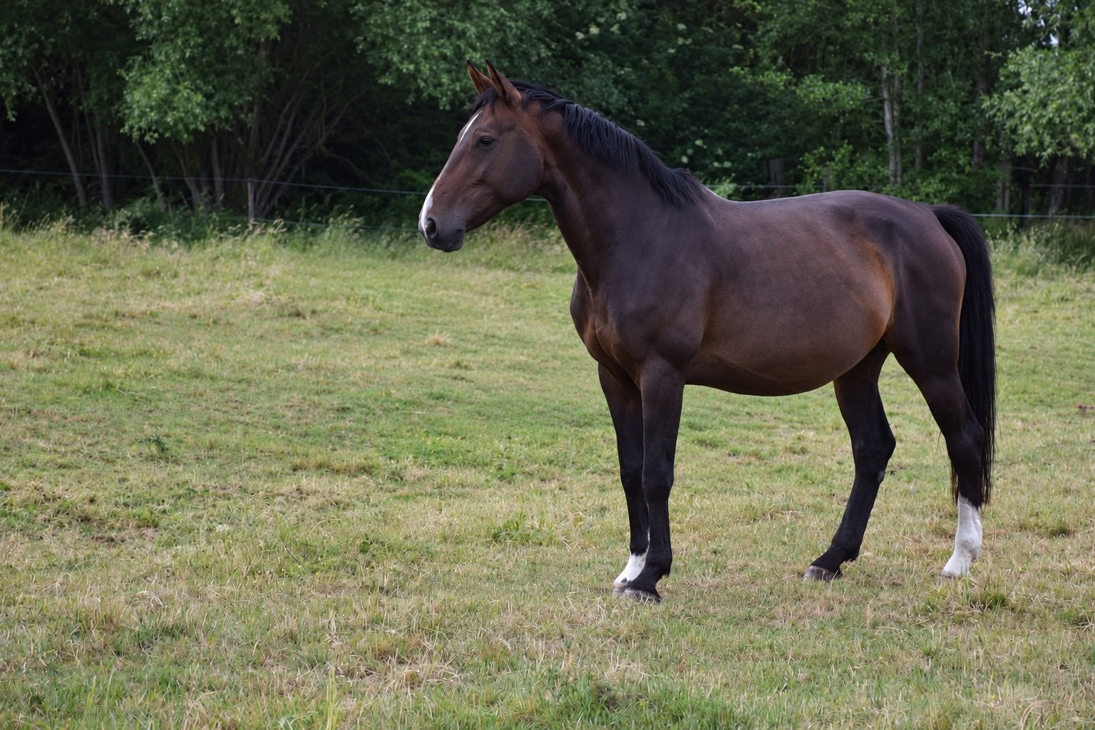 Poulinière/cheval de dressage très intéressant, Cheval de dressage, Avec pedigree, L, 170 à 175 cm