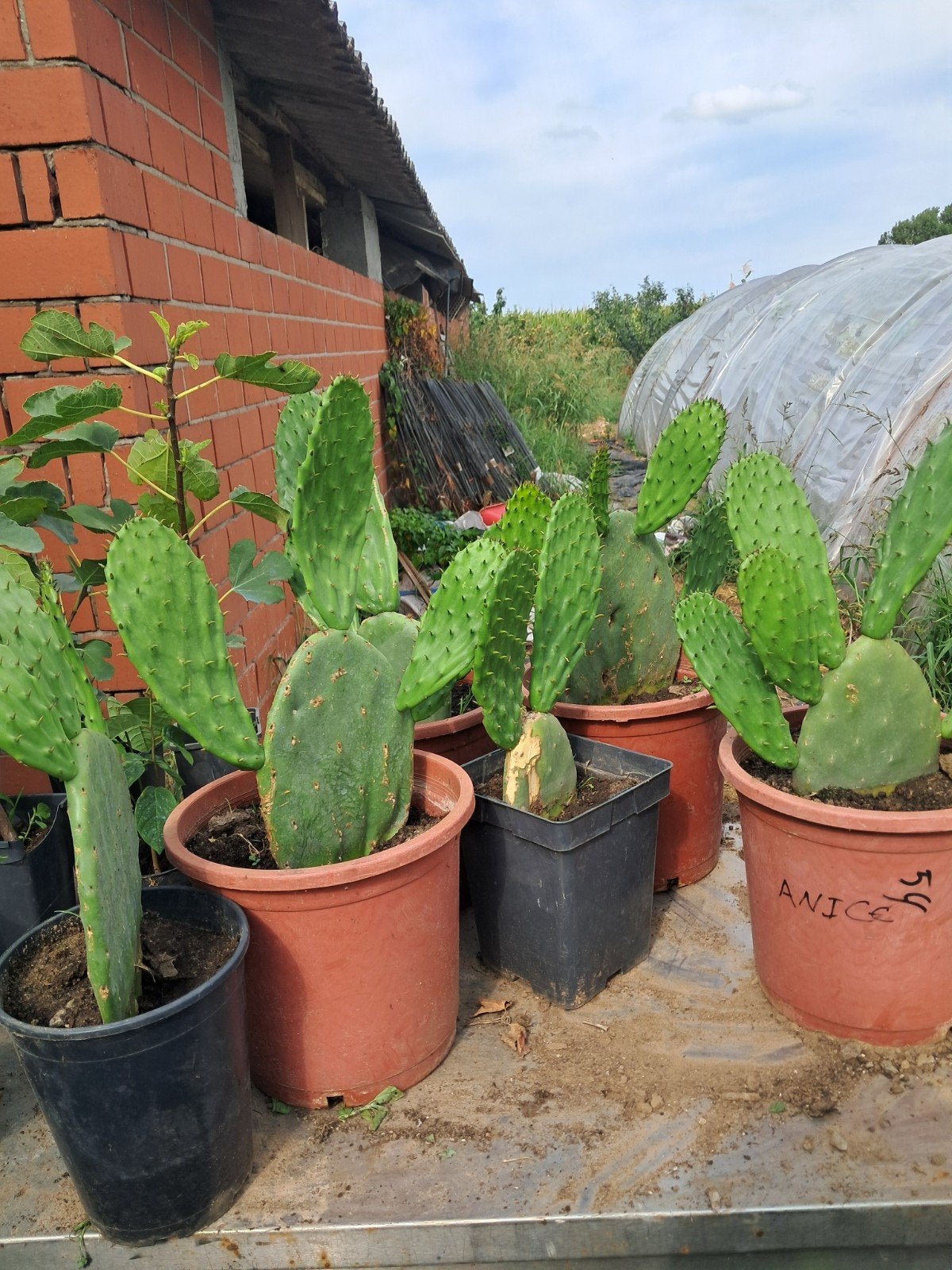 figue de barbarie ., Tuin en Terras, Kweekspullen, Ophalen