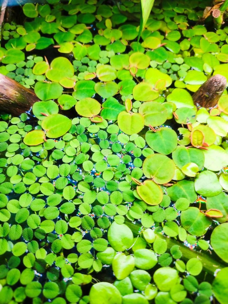 Lentilles d'eau/plantes flottantes Salvinia minima, Animaux & Accessoires, Poissons | Aquariums & Accessoires, Enlèvement, Aquarium d'eau douce rempli