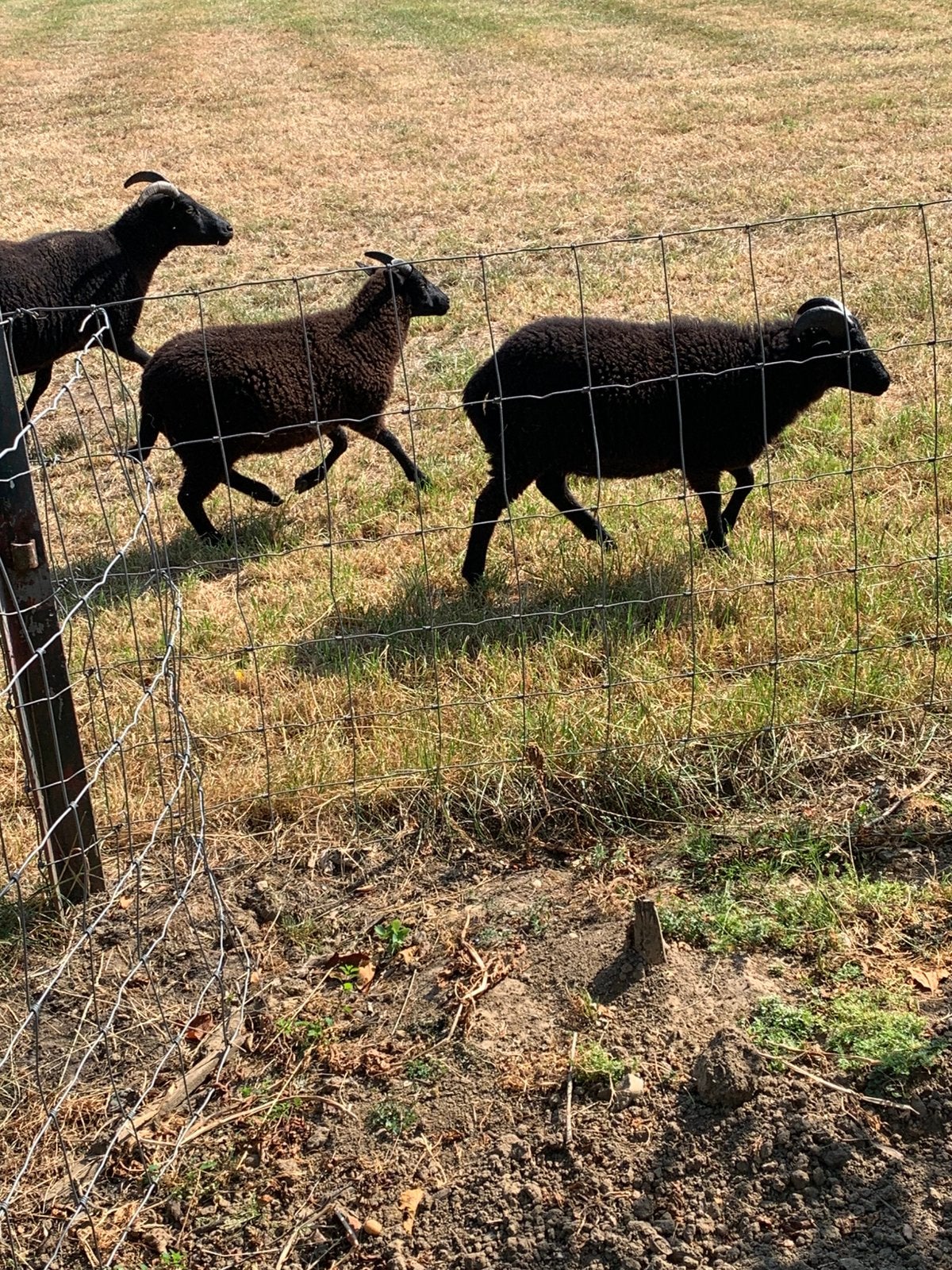 Schapen, Dieren en Toebehoren