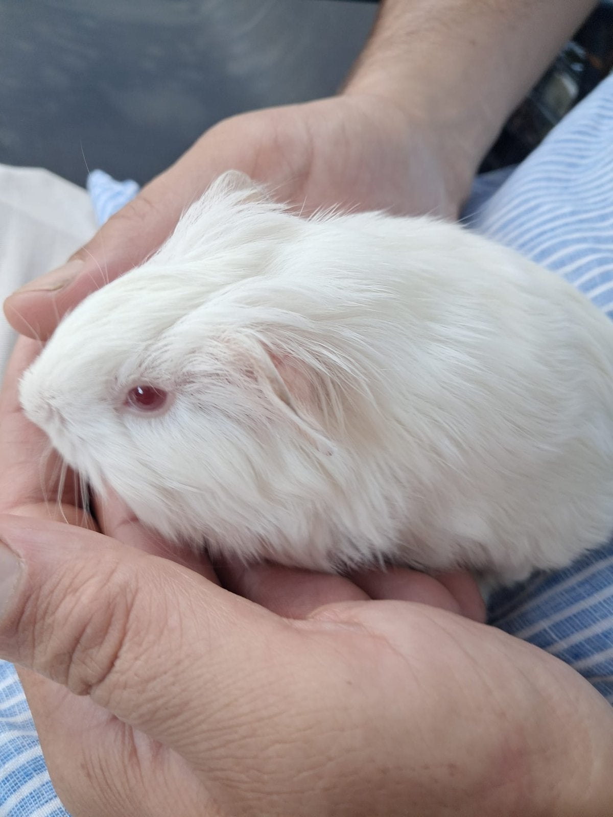 Cavia, Mâle, Juin, Domestique, Cobaye