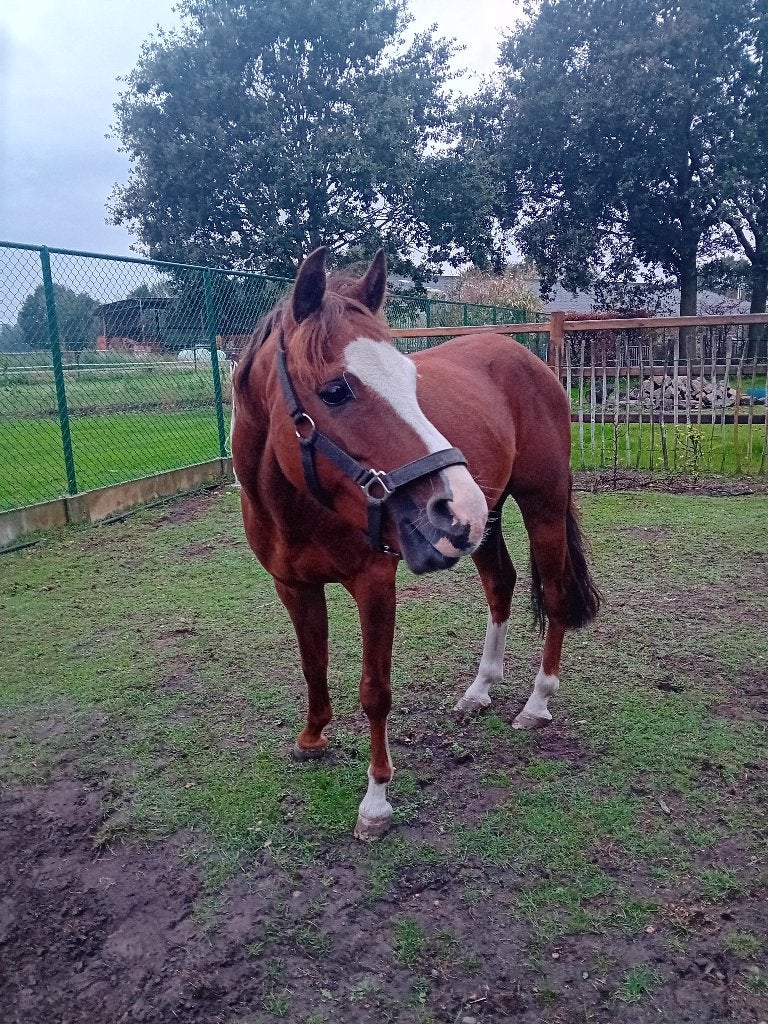 Mooie c pony, Dieren en Toebehoren, Ruin