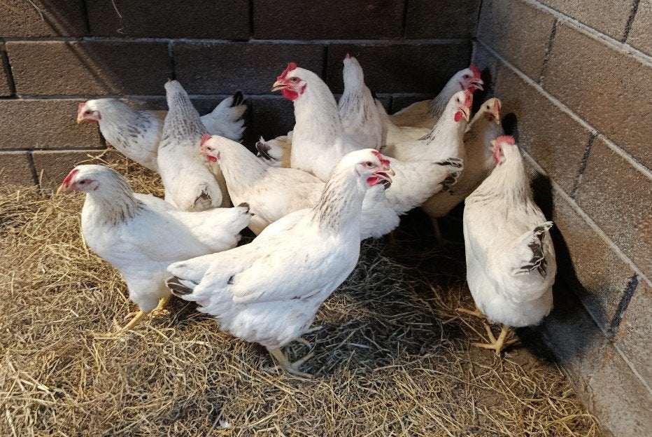 jonge sussex leghennen, Dieren en Toebehoren, Pluimvee, Kip