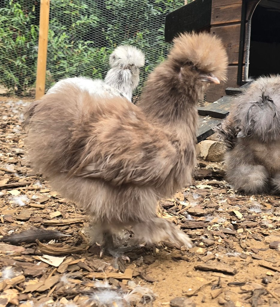 USA zijdehoen choc hen, Dieren en Toebehoren, Vrouwelijk, Kip