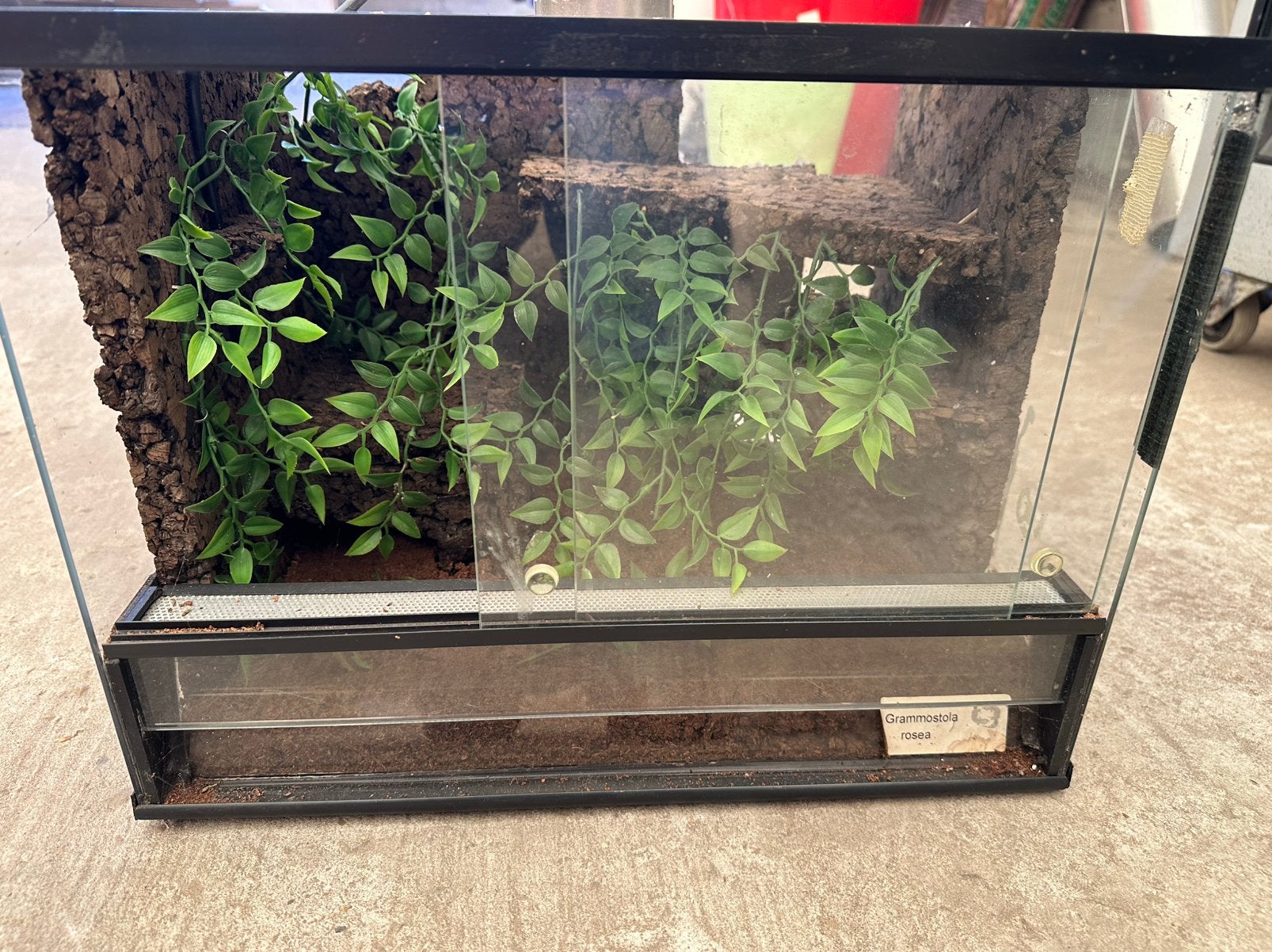 Ingericht terrarium, Dieren en Toebehoren, Reptielen en Amfibieën | Toebehoren, Ophalen, Zo goed als nieuw