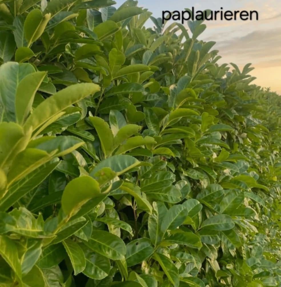 ‼️prunus rotundifolia aan promoprijzen ‼️, Ophalen