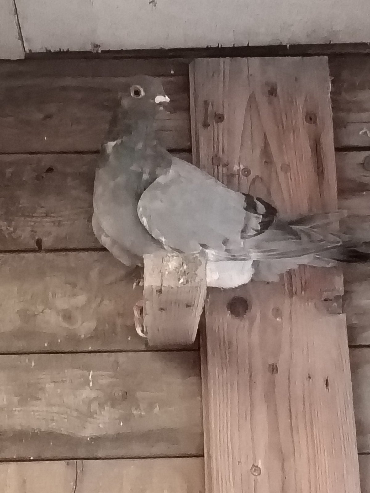 Postduif vrouwelijk., Femelle, Pigeon voyageur
