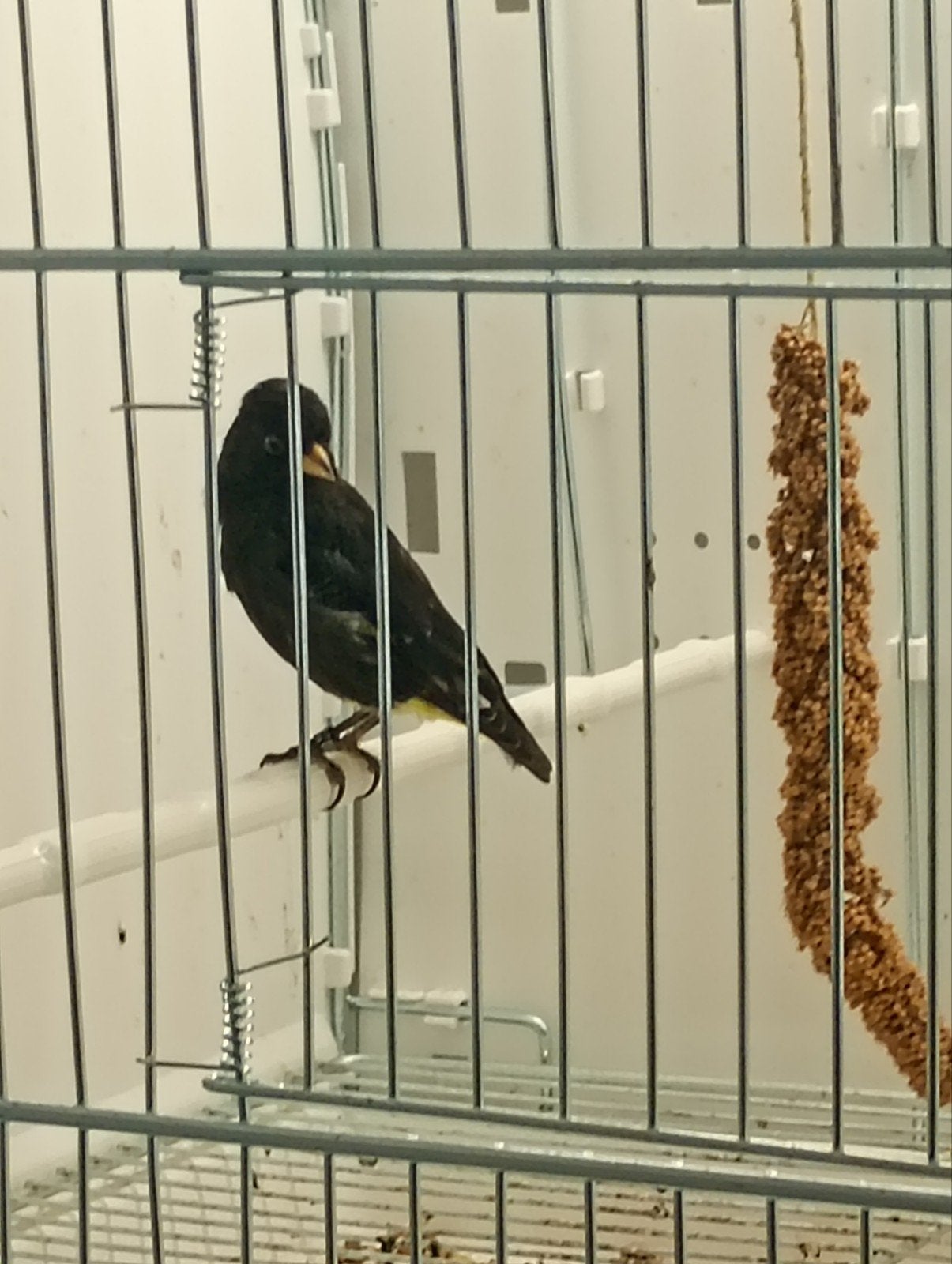 vrouwelijke zwarte sijzen van Bolivia 2025, Dieren en Toebehoren, Vogels | Overige Vogels, Vrouwelijk, Tropenvogel, Geringd