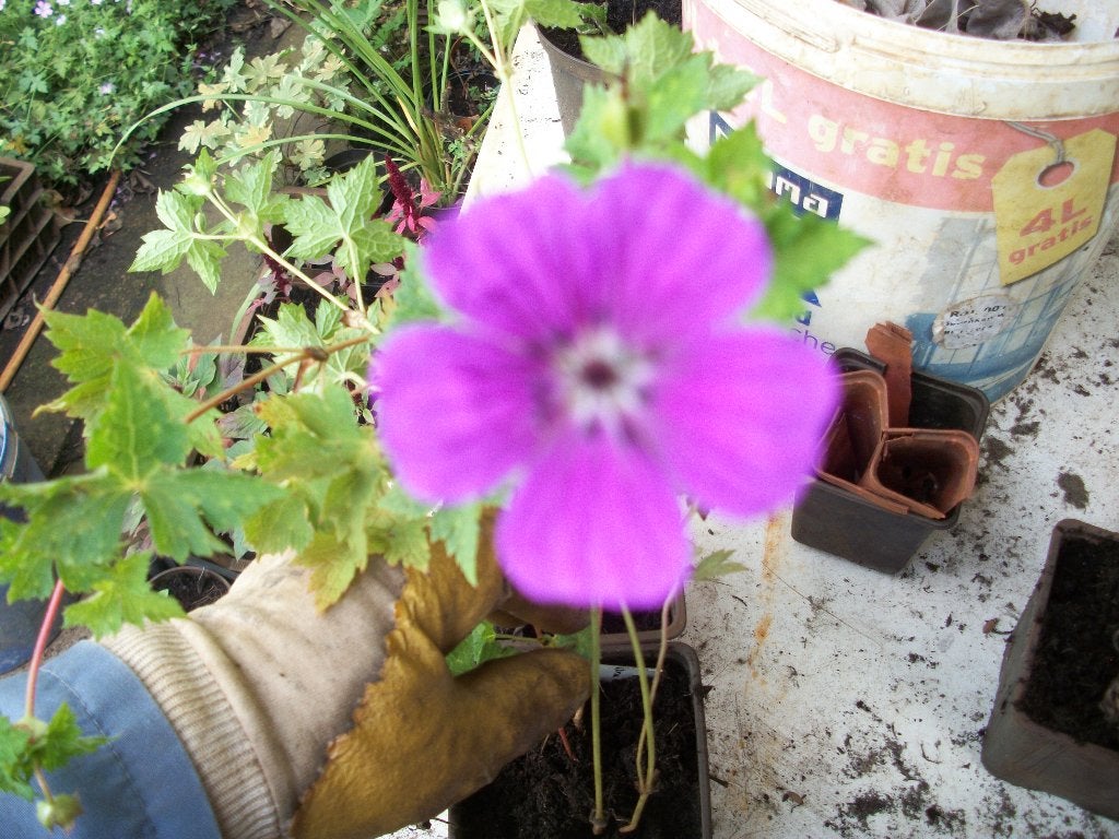 Geraniums zijn geen Pelargoniums, Tuin en Terras, Ophalen, Vaste plant, Overige soorten, Halfschaduw