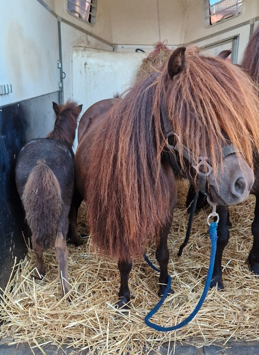 Shetland merrie minipaardje minipony appaloosa veulen shet, Merrie