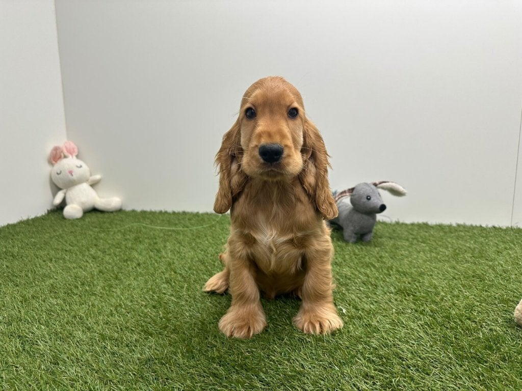Engelse Cocker Spaniel pups, Dieren en Toebehoren, België, 8 tot 15 weken, CDV (hondenziekte), Meerdere