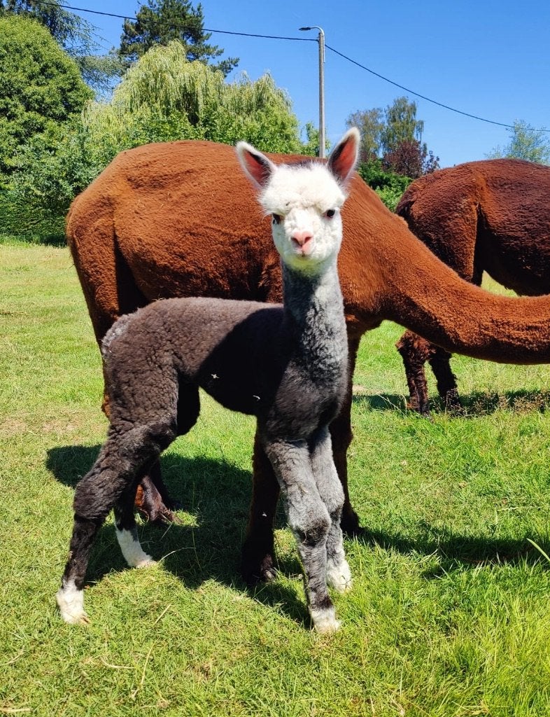 Alpaca's rechtstreeks van de fokker, Dieren en Toebehoren, Meerdere dieren, Schaap