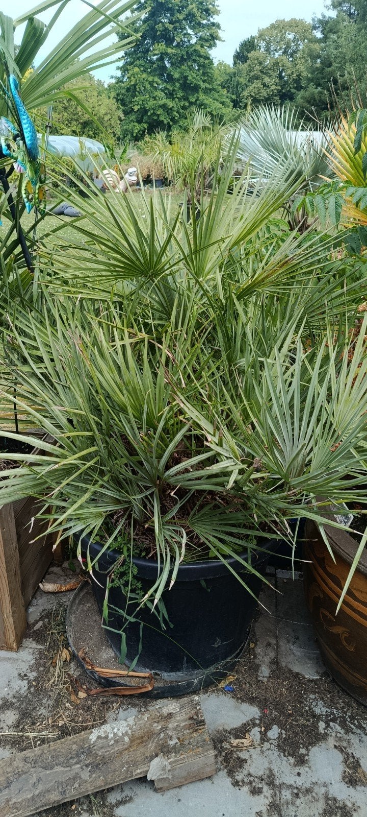 Chamaerops cerifera palmboom, Tuin en Terras, Planten | Tuinplanten, Ophalen