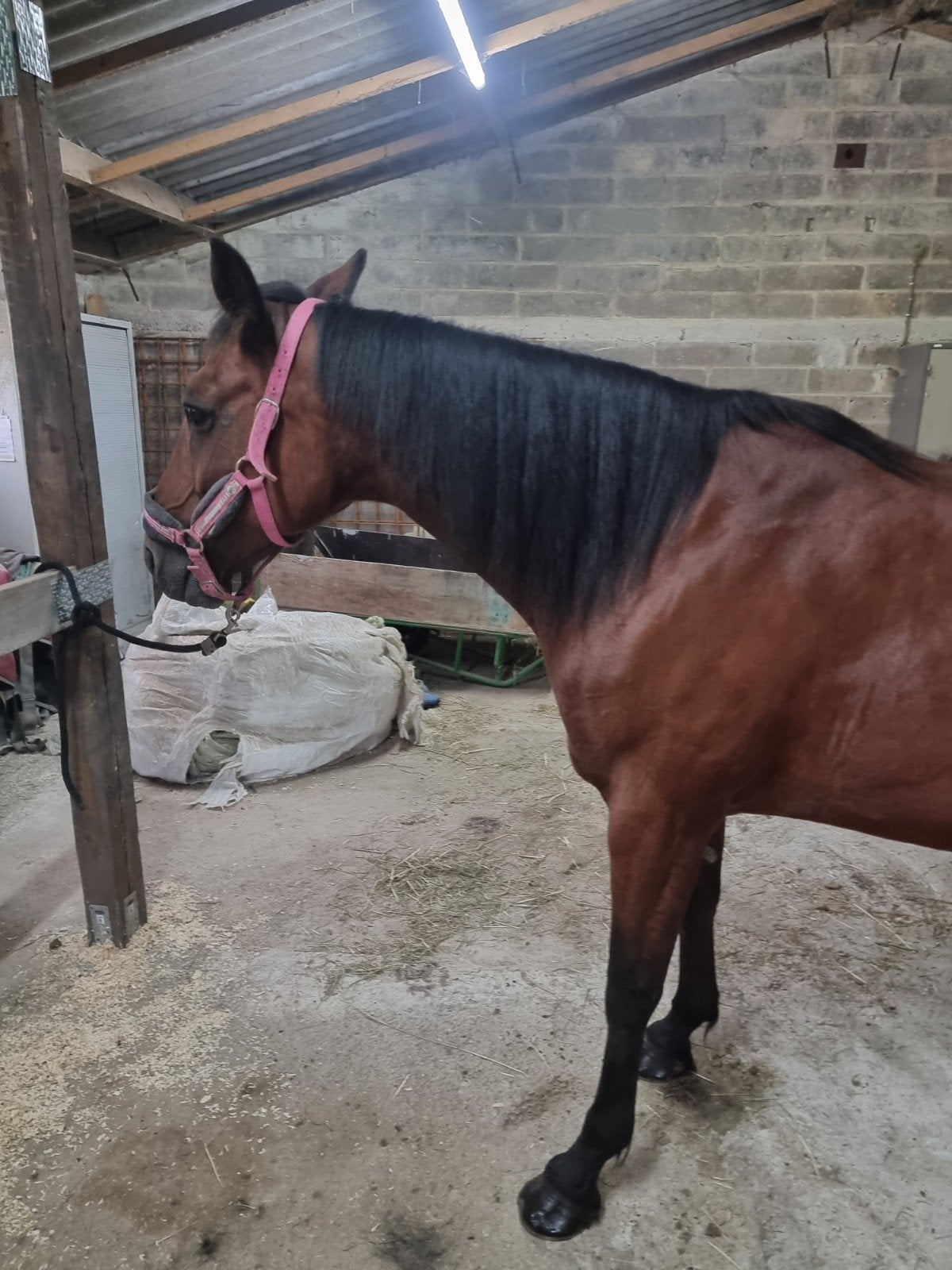 Paard 15 jaar, Animaux & Accessoires, Chevaux, Jument, Cheval de récréation, Vermifugé, 11 ans ou plus