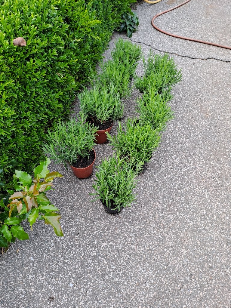 ik heb nog een 20 tal mooie lavendel planten in pot, Jardin & Terrasse, Autres espèces, Plein soleil, Été, Enlèvement
