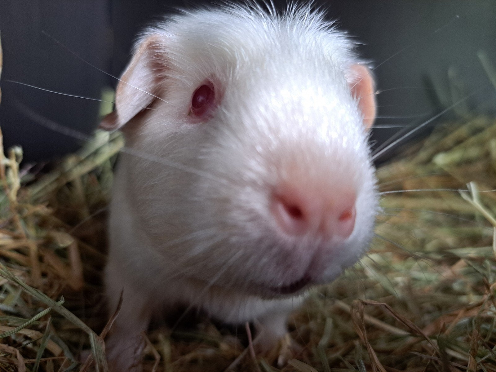 Engels gekruind Satijn - Wit Roodoog - Zeugje, Cavia, Juni, Vrouwelijk, Tam