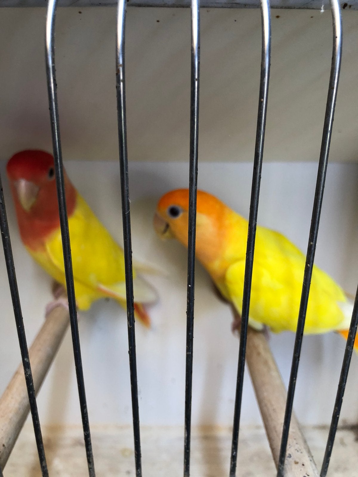 Koppel lutino opalins, Dieren en Toebehoren, Vogels | Kanaries