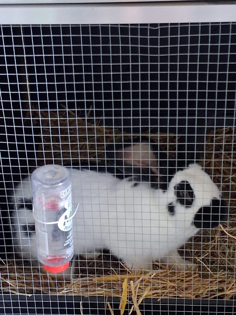 Grote lotharinger rammelaar, Dieren en Toebehoren, Mannelijk, Groot, 0 tot 2 jaar