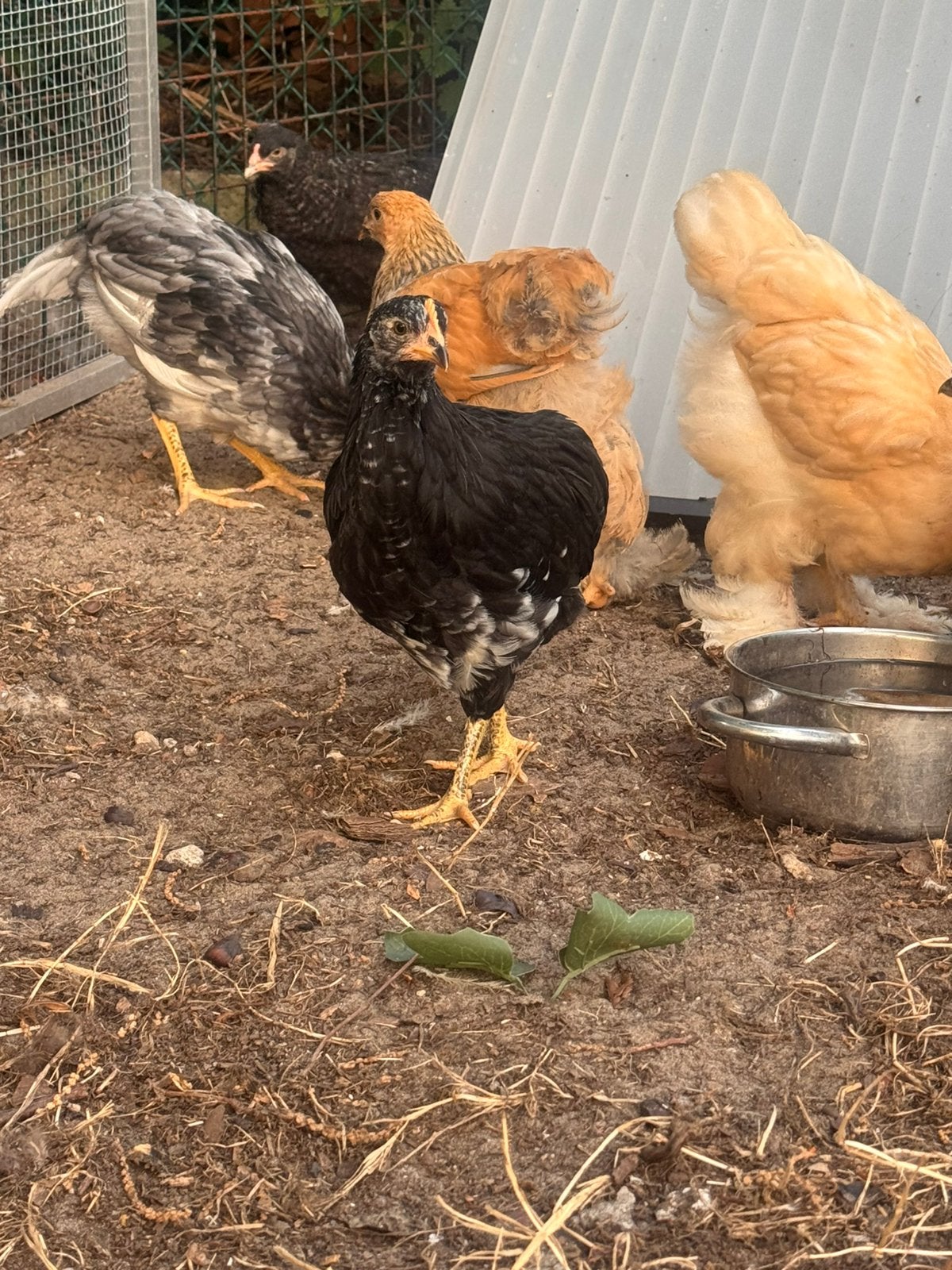 Kippen uit blauwe eitjes, Dieren en Toebehoren, Pluimvee, Geslacht onbekend