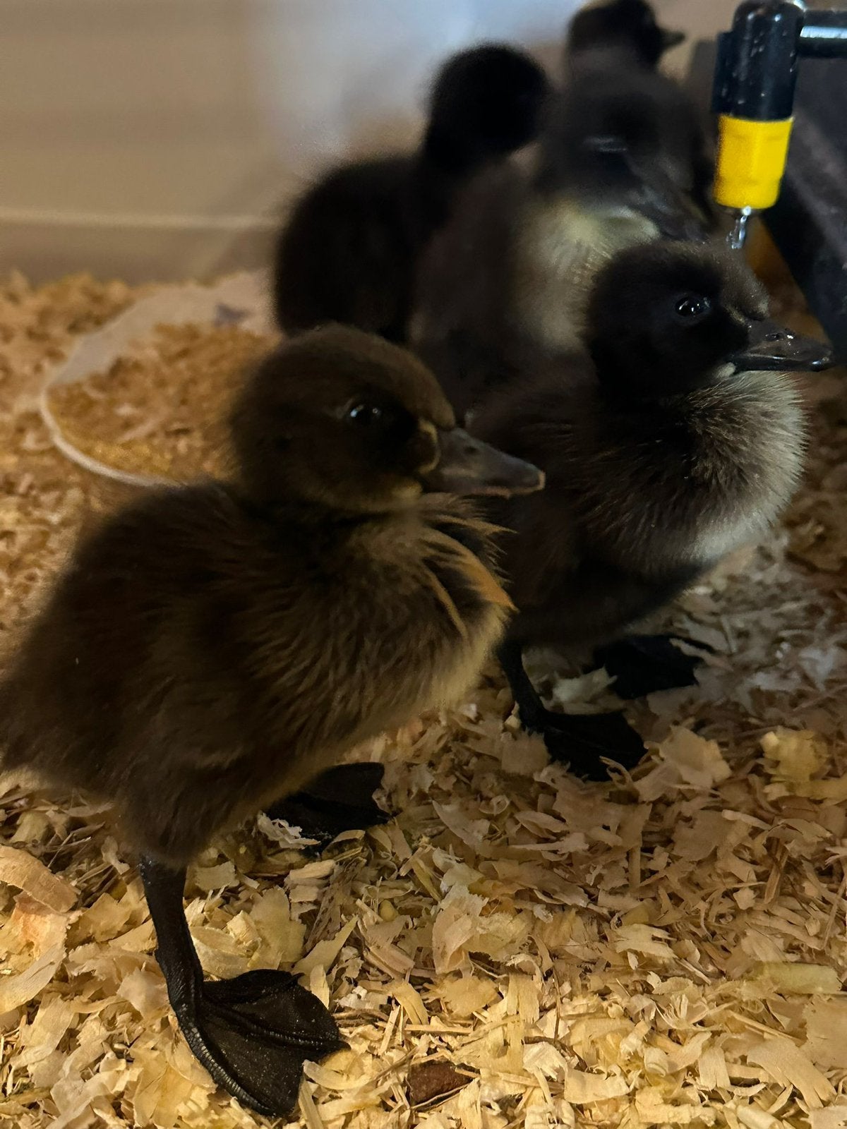 Zwarte loopeendjes, Dieren en Toebehoren, Pluimvee
