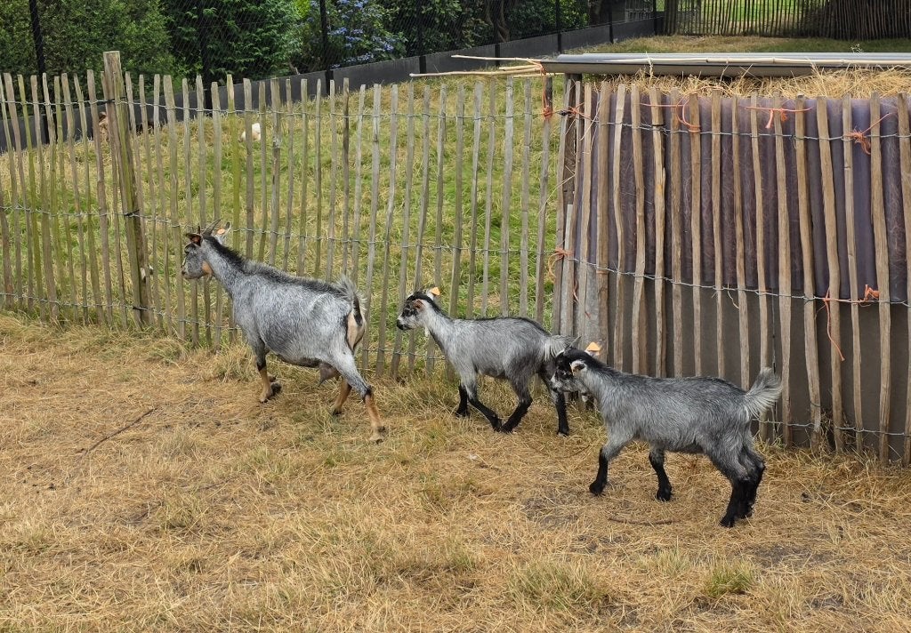 Geiten, Dieren en Toebehoren, Schapen, Geiten en Varkens, Geit, Meerdere dieren