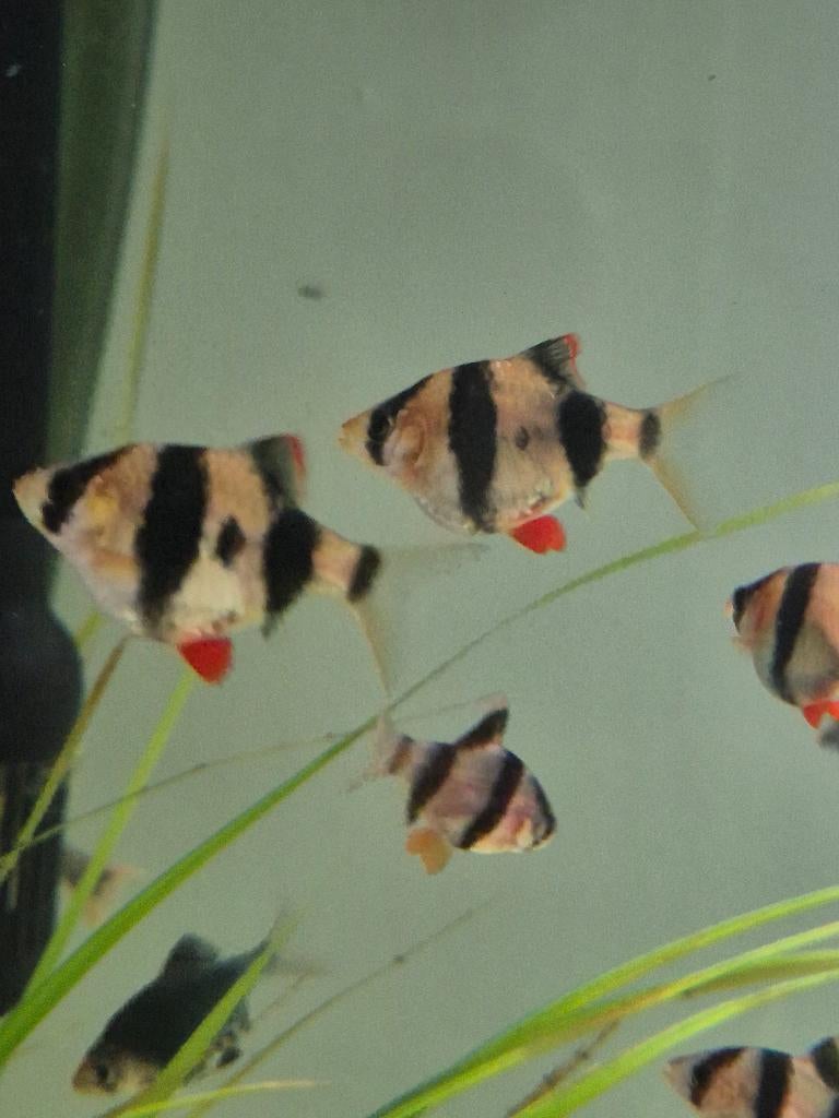 Sumatrabarbelen, Dieren en Toebehoren, Vissen | Aquariumvissen, Overige typen, Zoetwatervis, Schoolvis