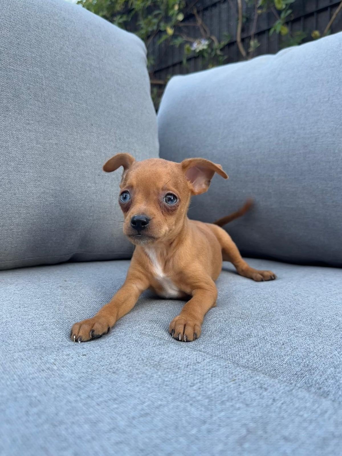 Pincher puppy's, Animaux & Accessoires, Chiens | Jack Russell & Terriers, Plusieurs animaux, Autres races, Éleveur | Professionnel