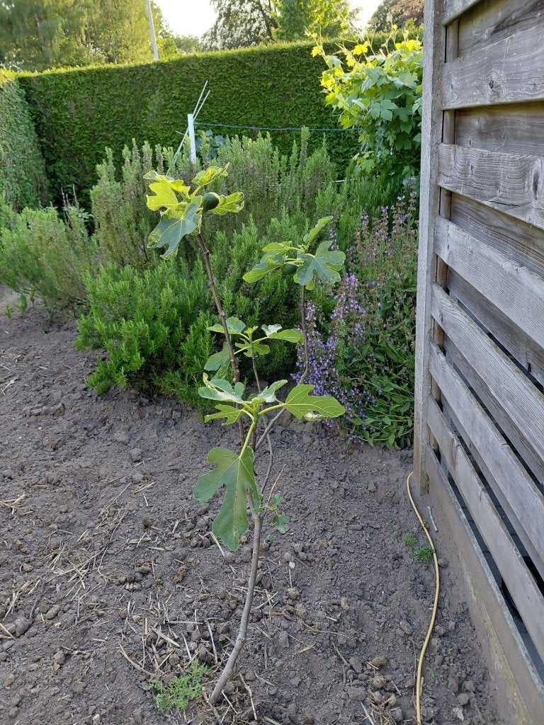vijgeboom in pot van 50 liter, Tuin en Terras, Planten | Fruitbomen, Vijgenboom, 100 tot 250 cm, Volle zon, Lente, In pot, Ophalen