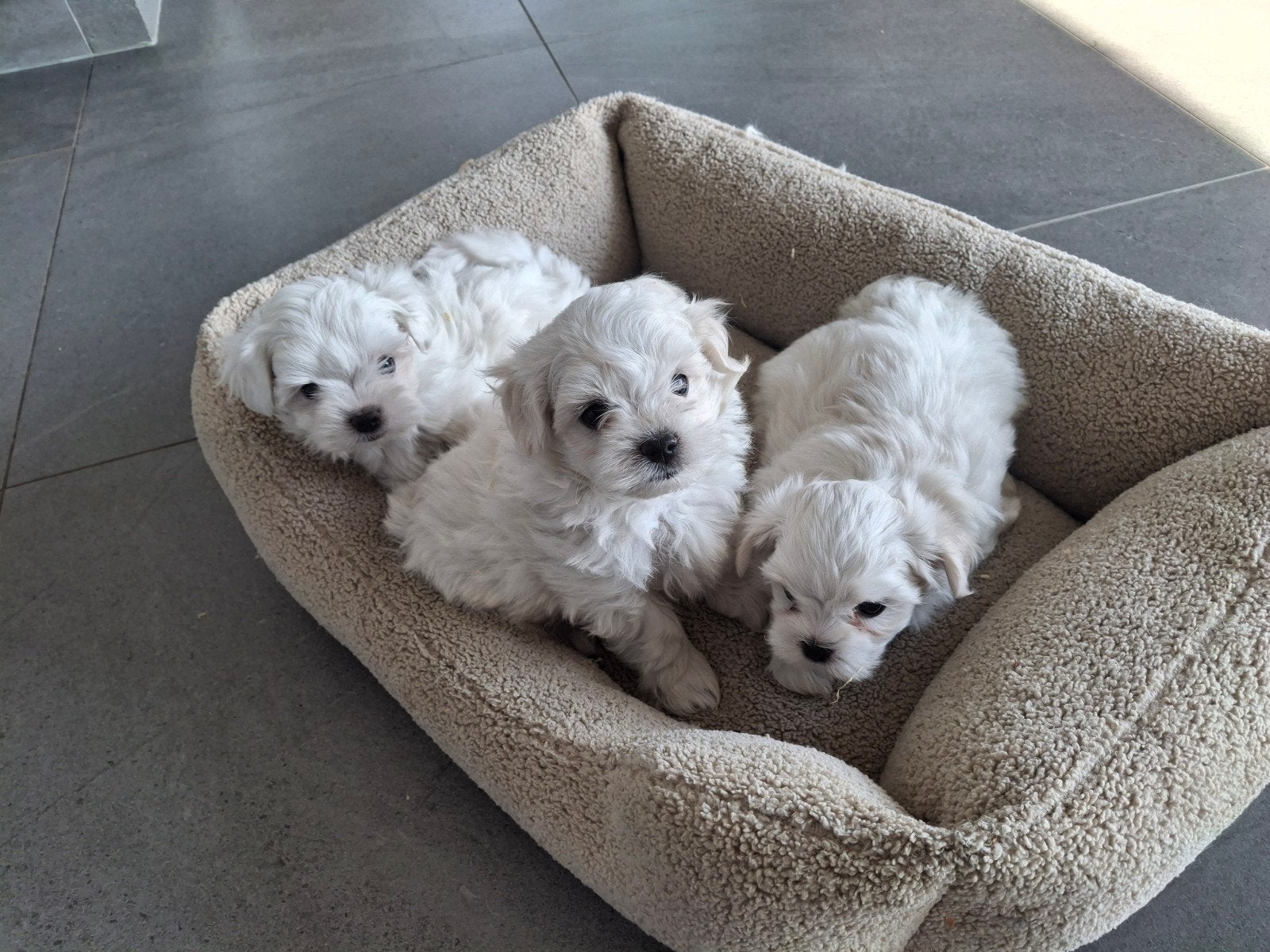 Maltezer pups, Maladie de Carré (chiens), Bichon maltais, 8 à 15 semaines, Plusieurs