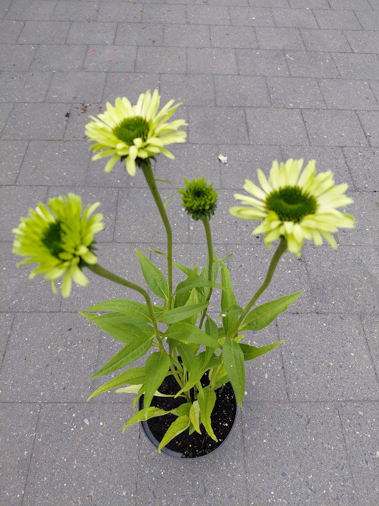 Echinacea Green Jewel, Tuin en Terras, Ophalen