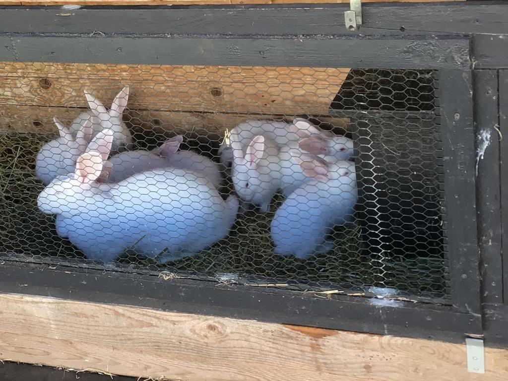 Jonge konijnen, Dieren en Toebehoren, Meerdere dieren, Klein, 0 tot 2 jaar
