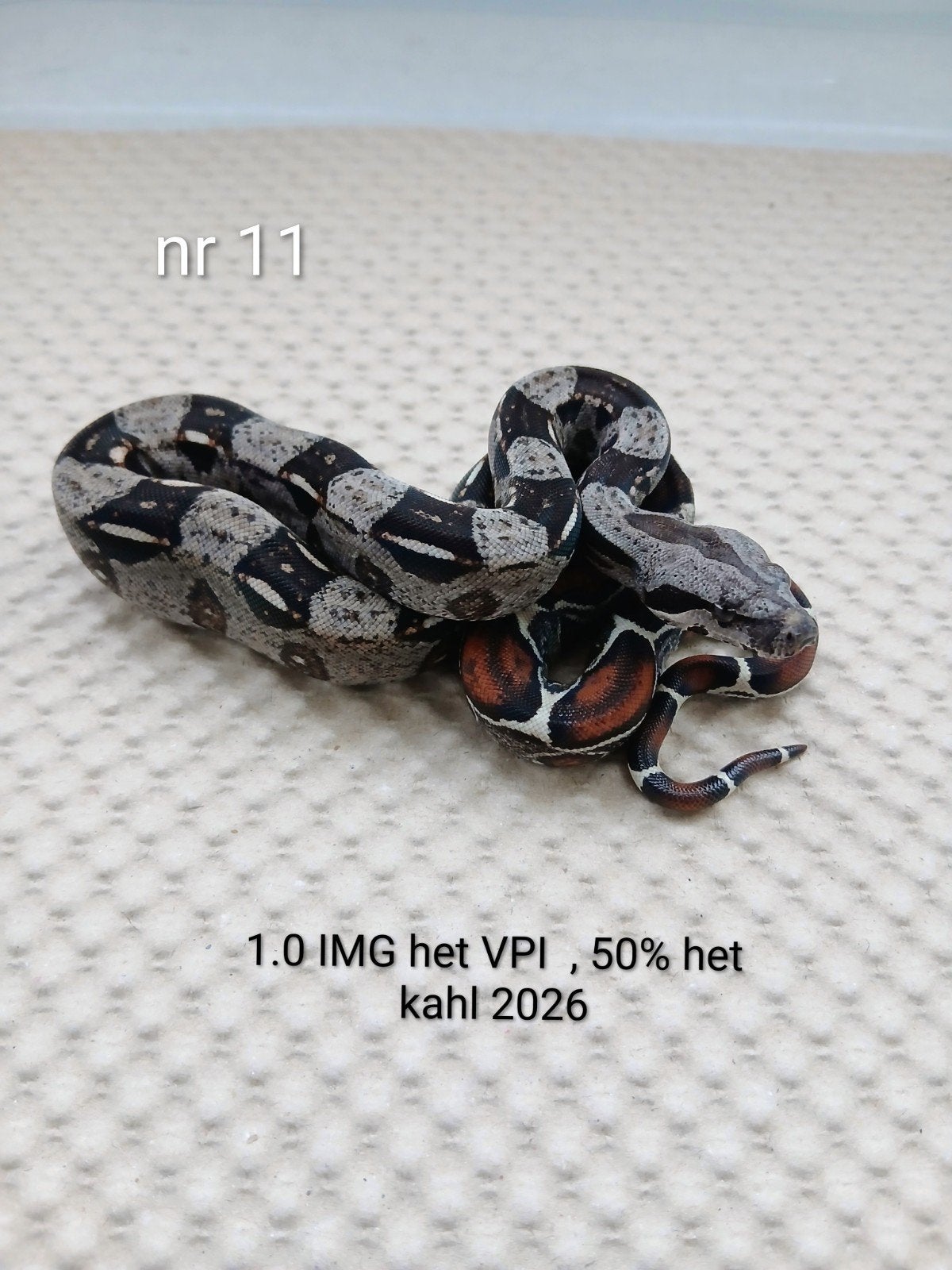 1.1 Bci : IMG le VPI et 50 % le Kahl 2026, Animaux & Accessoires, Serpent, Domestique, 0 à 2 ans