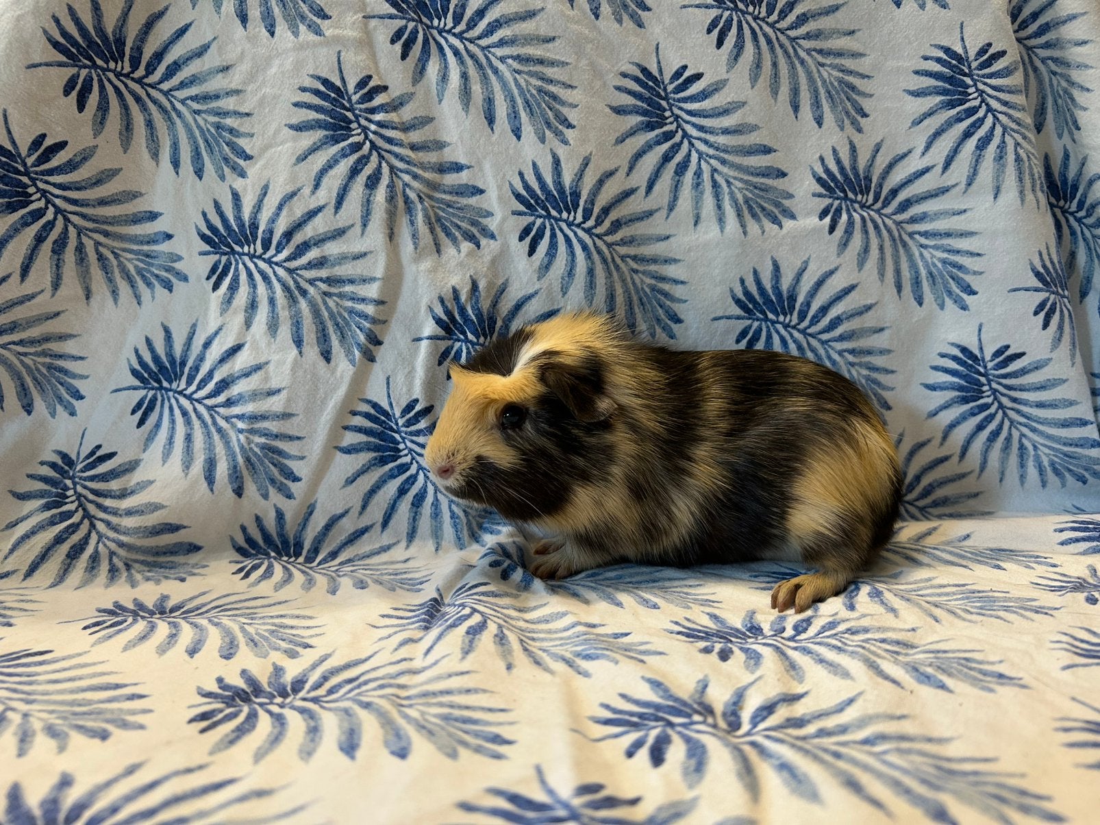 Cavia beertjes, Dieren en Toebehoren, Knaagdieren, Mei, Mannelijk, Cavia