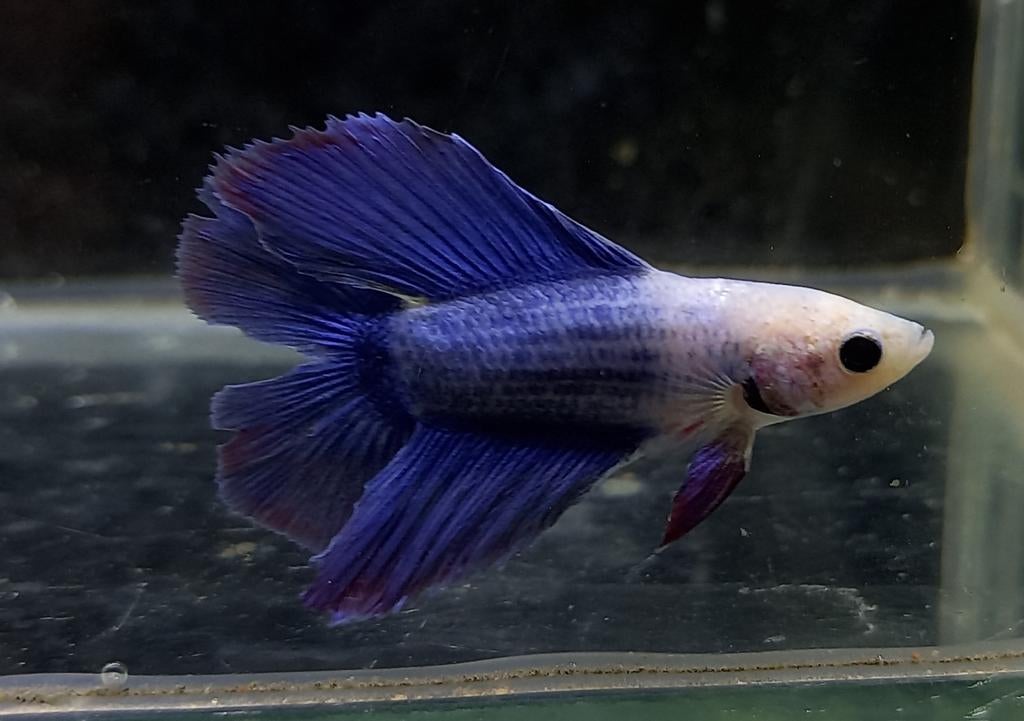 Betta mannen, Poisson, Poisson d'eau douce