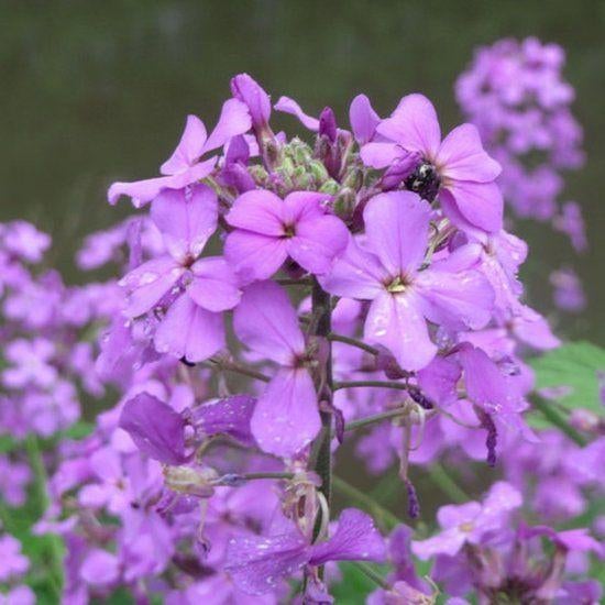 Paarse Judaspenning, Tuin en Terras, Planten | Tuinplanten, Eenjarig, Halfschaduw, Zomer, Ophalen