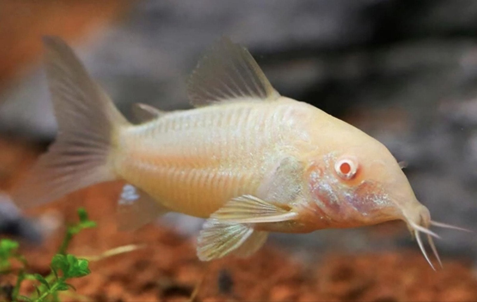 2 albino Corydoras, ophalen, Dieren en Toebehoren, Vis, Zoetwatervis, Schoolvis
