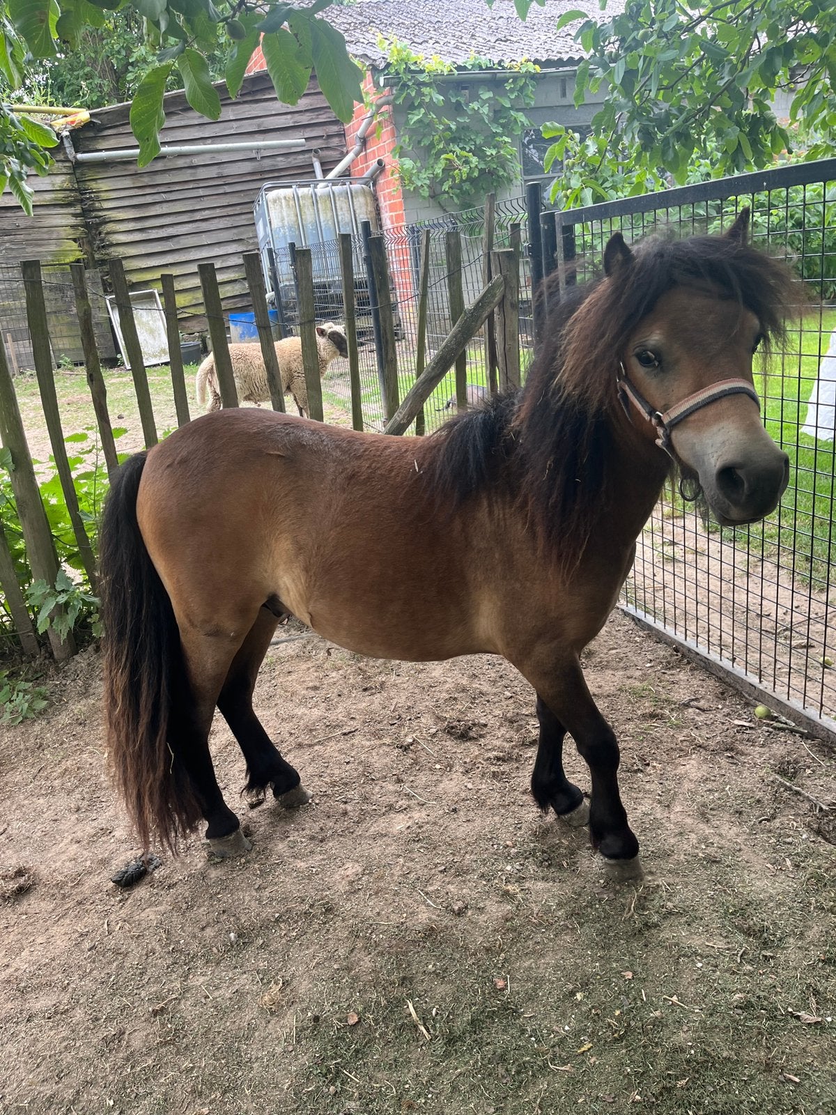 Shetland pony hengst, Hengst