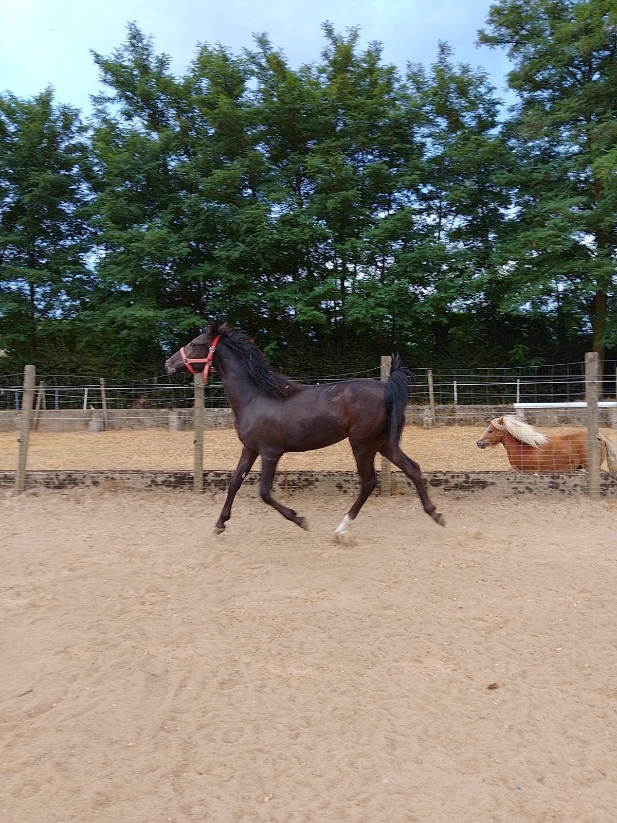 zwarte merrie, Dieren en Toebehoren, Paarden, Merrie, M