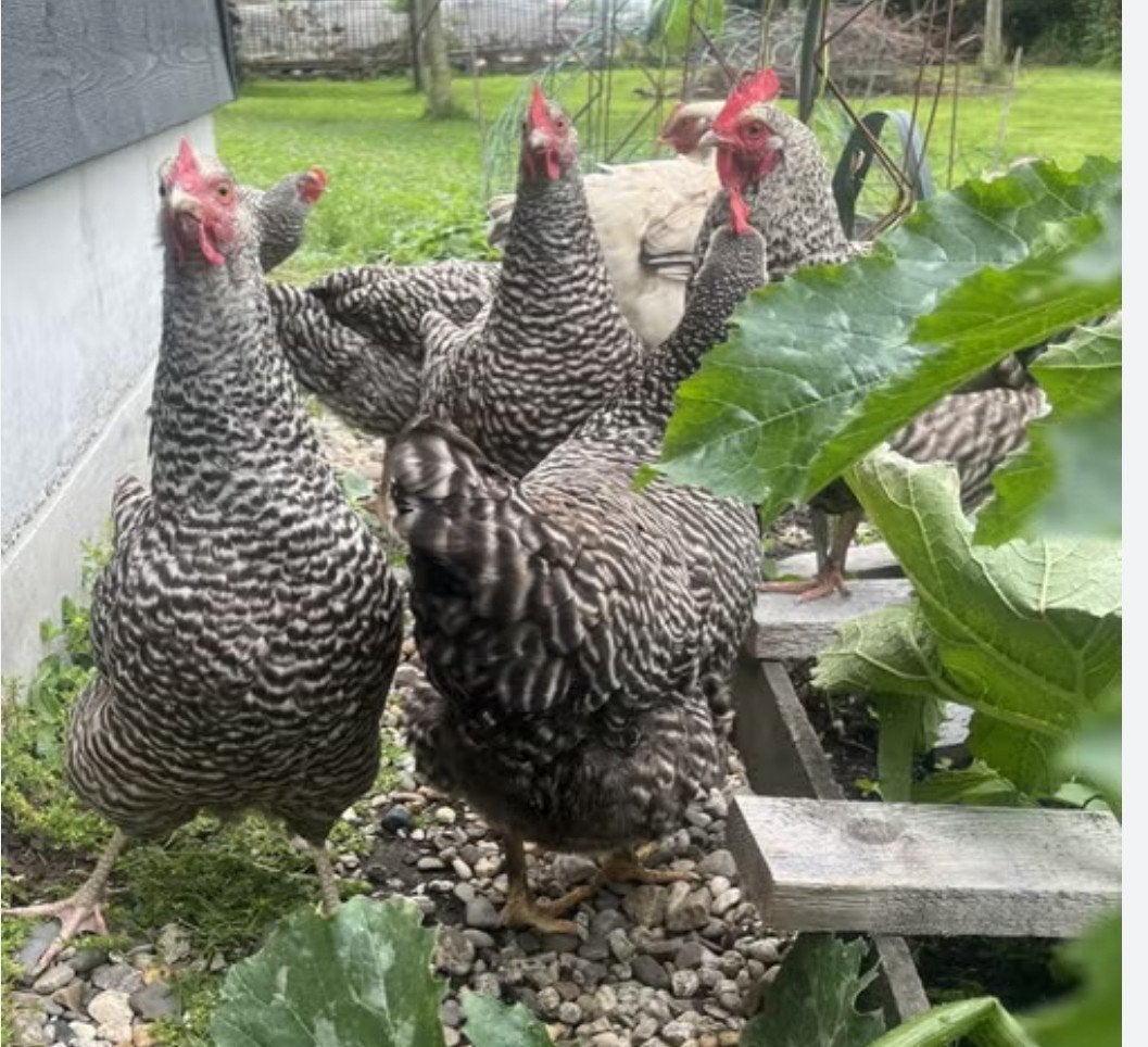 hollandse blauwe legkippen, Dieren en Toebehoren, Pluimvee, Kip