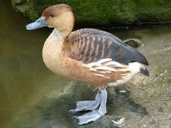 gele boomeend, Dieren en Toebehoren, Pluimvee