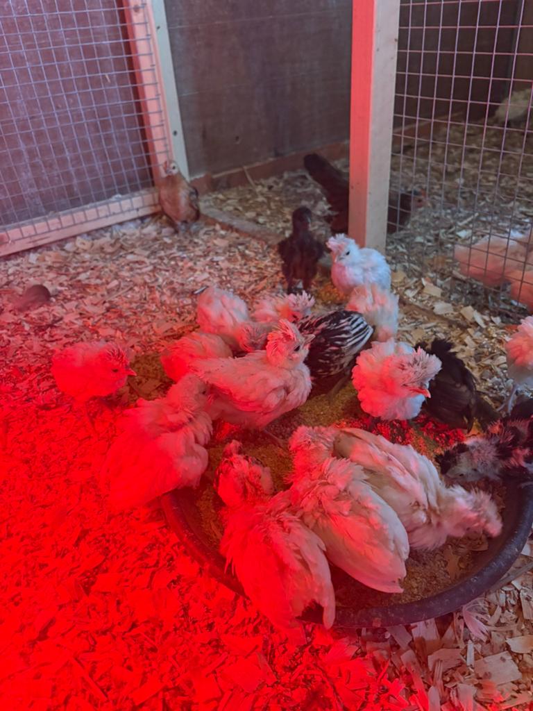 Padua kuikens wit ( 3 weken), Sexe inconnu, Poule ou poulet